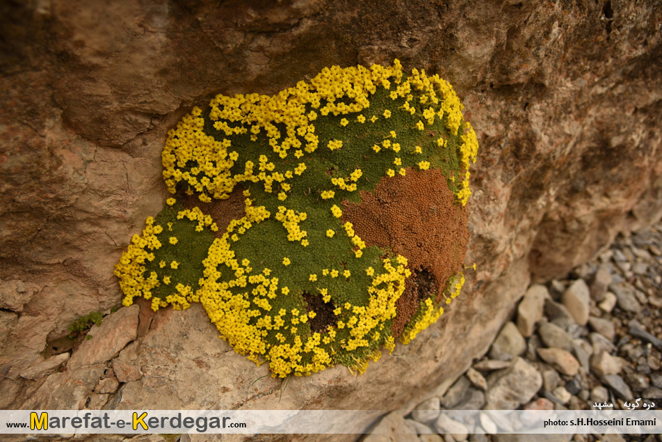 پوشش گیاهی هزارمسجد